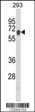AIFM1 Antibody