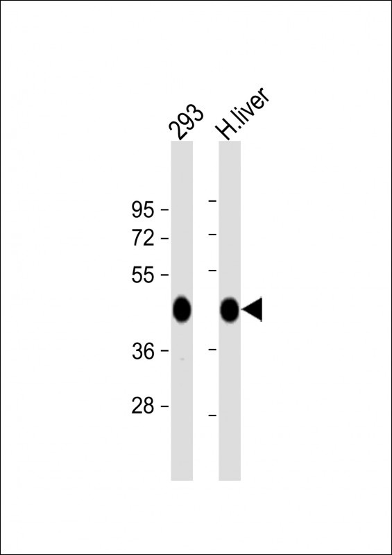 OAT Antibody