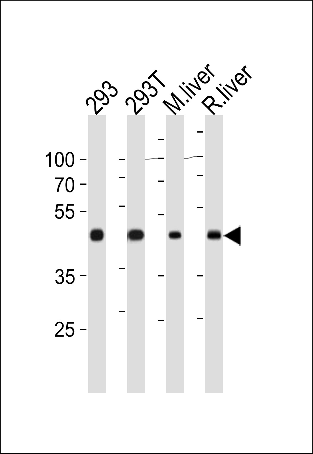 OAT Antibody