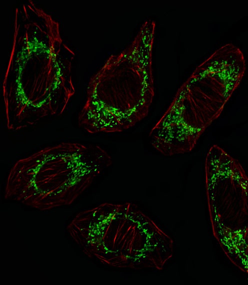 OAT Antibody