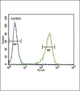 OAT Antibody