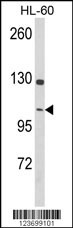 DNM3 Antibody