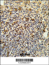 BAT4 Antibody
