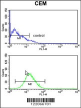 BAT4 Antibody