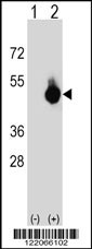 BAT4 Antibody