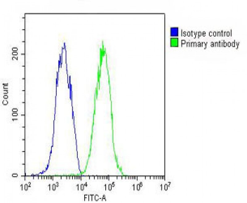 RAB7 Antibody