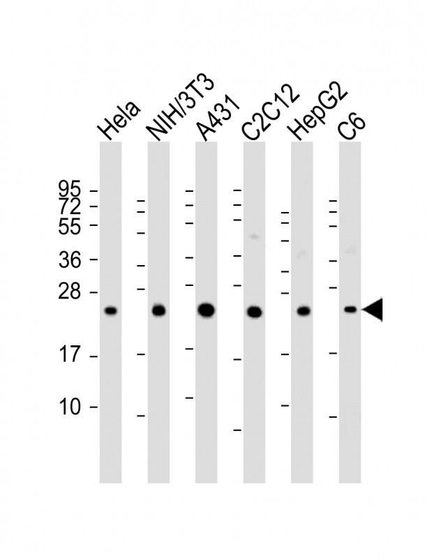 RAB7 Antibody