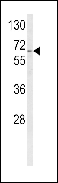 CYP4F3 Antibody