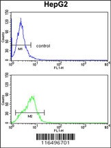 CYP4F3 Antibody
