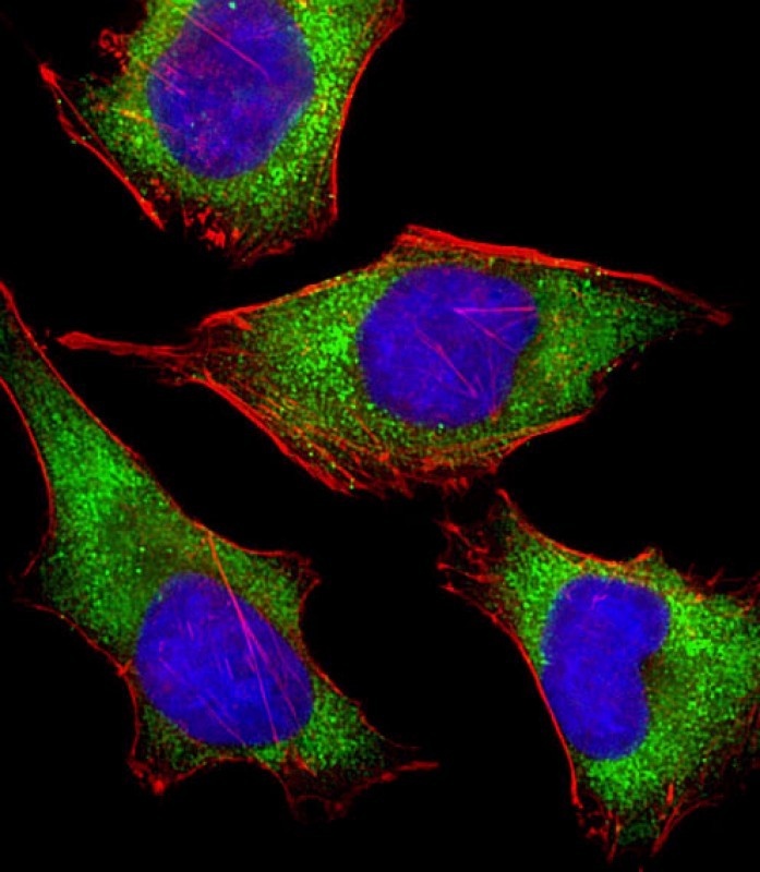 MICA Antibody