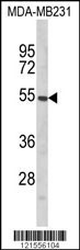 PTAR1 Antibody