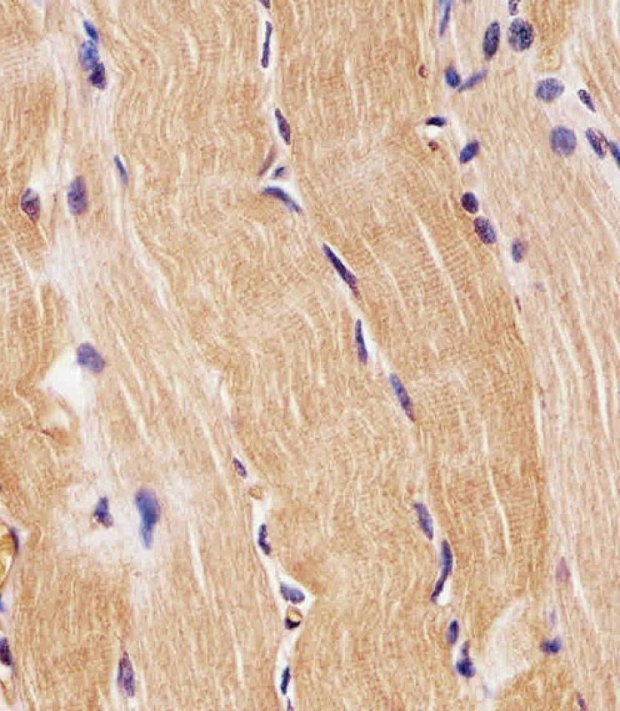 PRODH Antibody