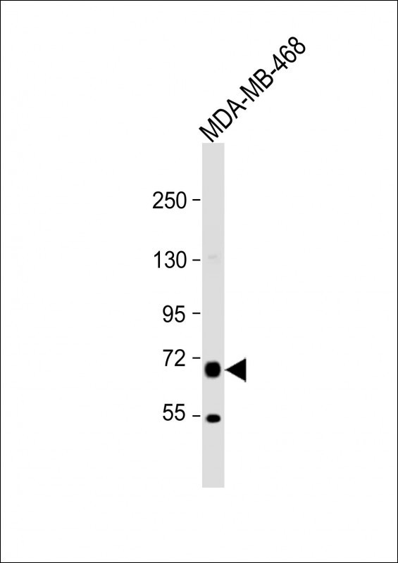 PRODH Antibody