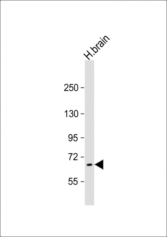 PRODH Antibody