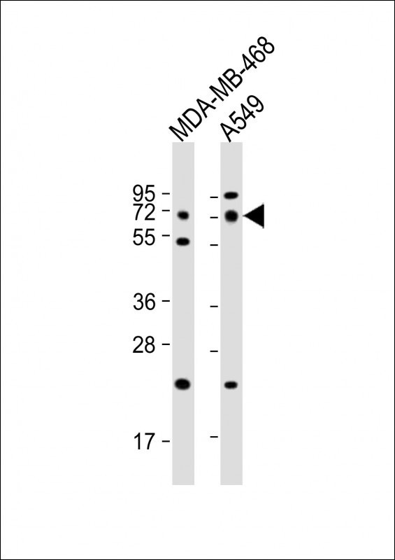 PRODH Antibody
