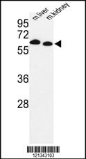 PRODH Antibody