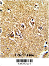 PRODH Antibody