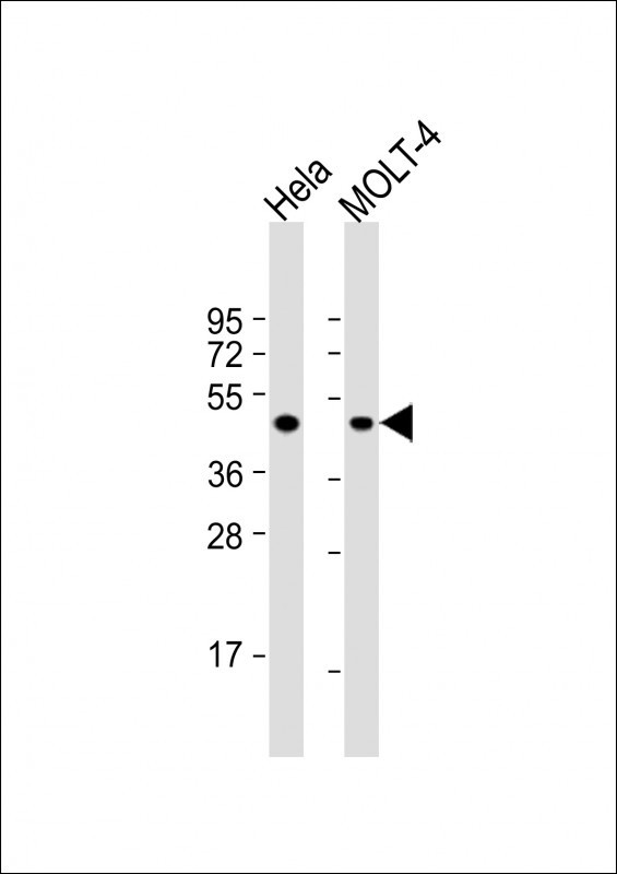 MEK2 Antibody