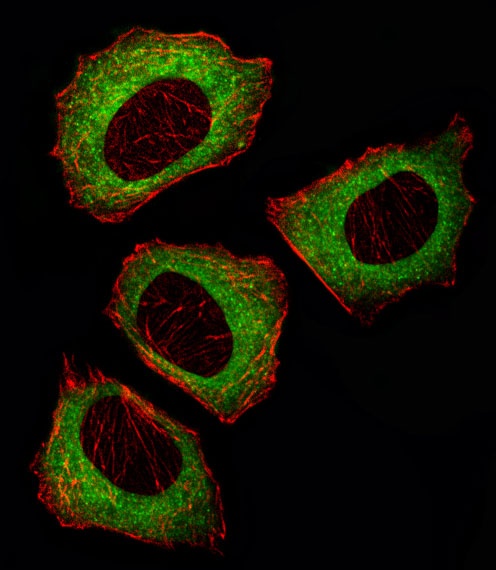 MEK2 Antibody