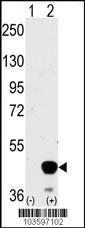 MEK2 Antibody
