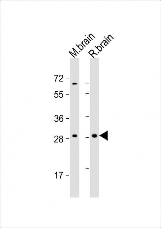 ARHE Antibody