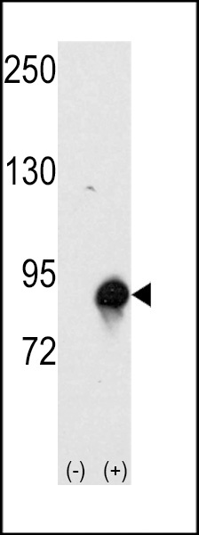Cullin 4A Antibody
