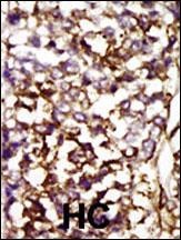 CDK4 Antibody