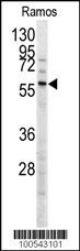MEN1 Antibody