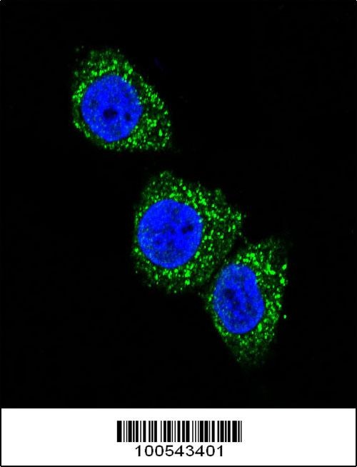 MEN1 Antibody