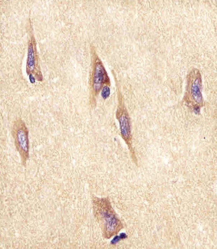 NPTX1-Y344 Antibody