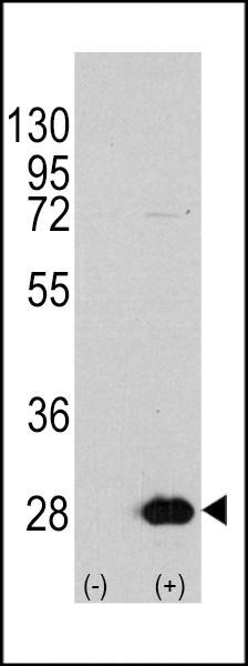 HSP27 Antibody