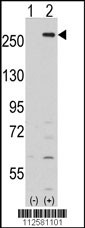 LMTK2 Antibody