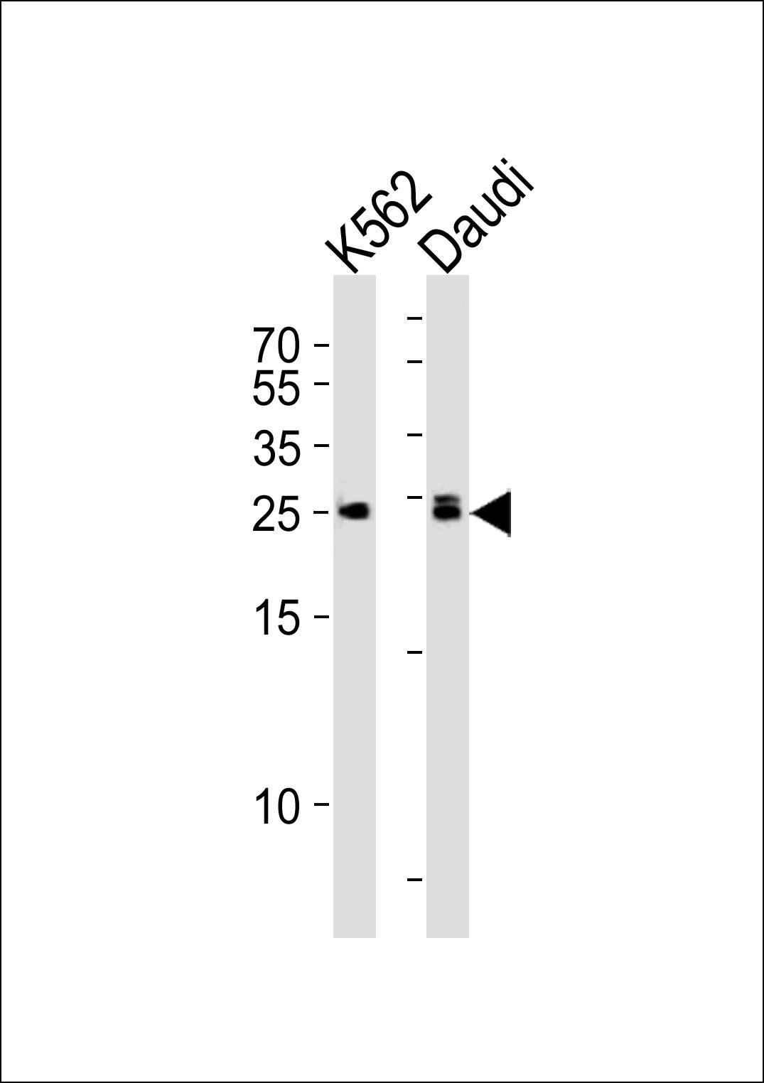 MOB4A Antibody