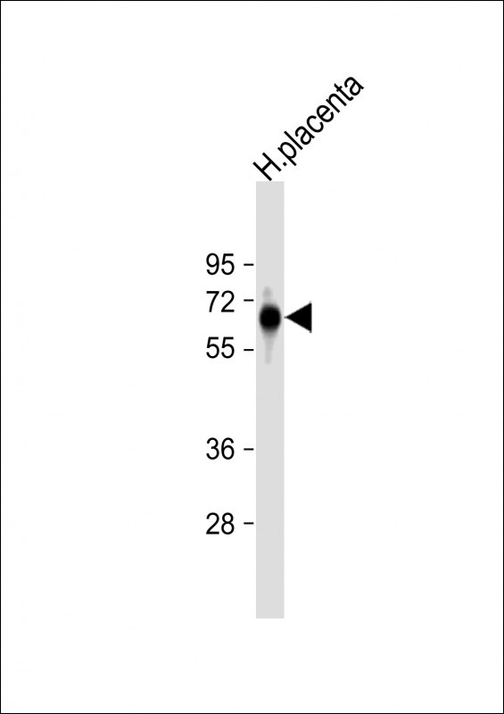 FPGS Antibody