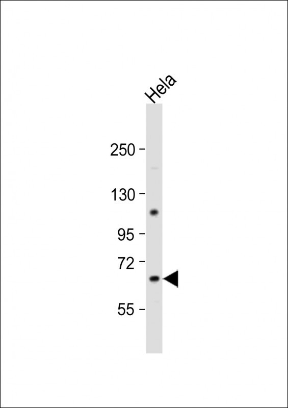 CBS Antibody