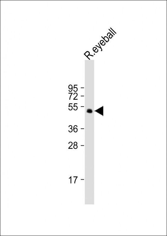 PAX6-T373 Antibody
