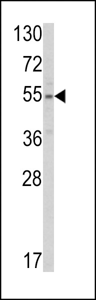 SLC38A3 Antibody