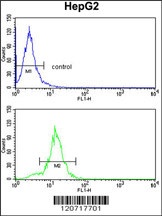 SLC38A3 Antibody