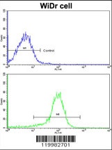 ZWINT Antibody
