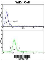 CTDP1 Antibody