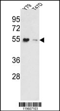 EEF1A1/ EEF1A2 Antibody