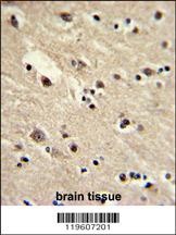 EEF1A1/ EEF1A2 Antibody
