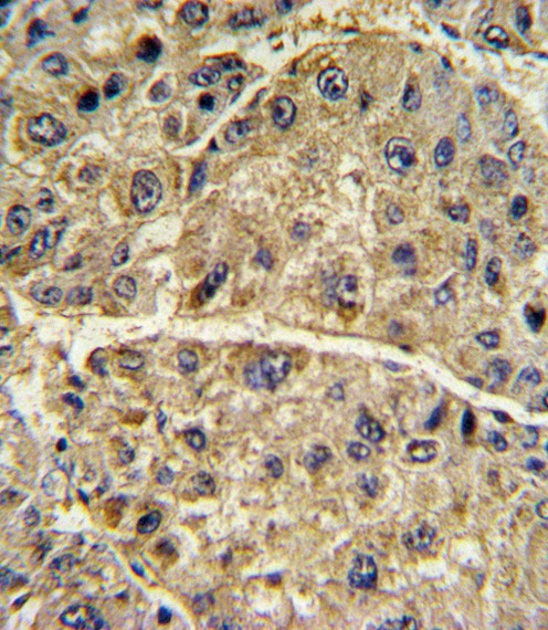 COL6A1 Antibody