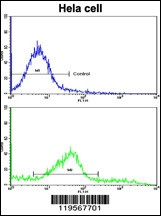 CLNS1A Antibody