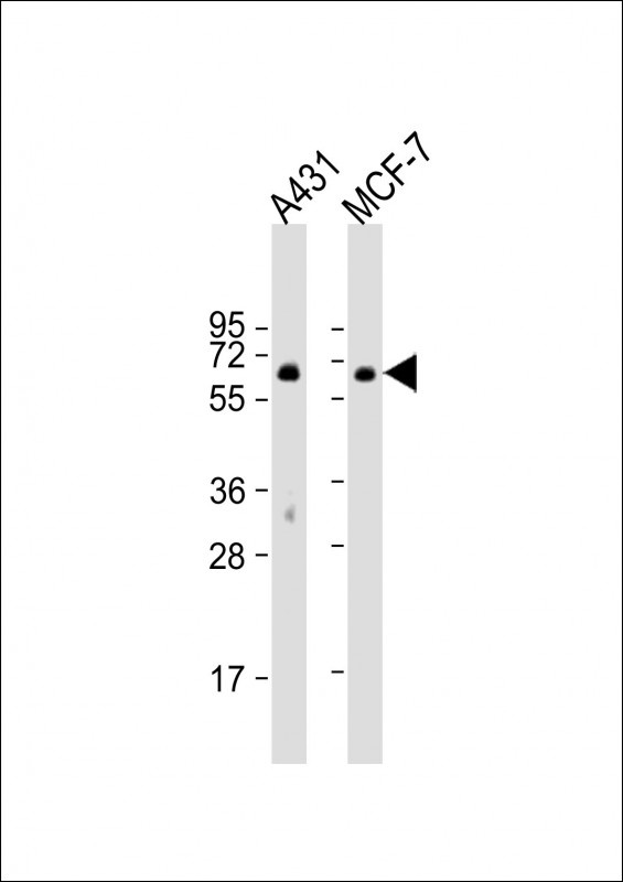 PXN Antibody