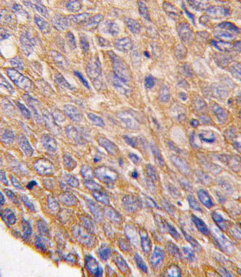 TOB2 Antibody