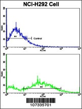 CCNE1 Antibody