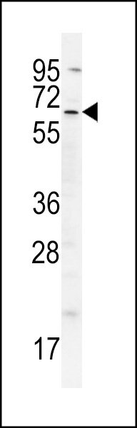 cIAP2 Antibody