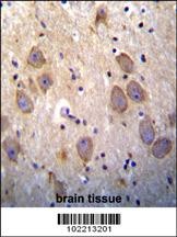 cIAP2 Antibody
