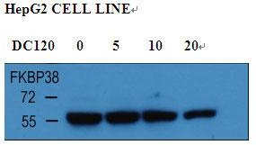 FKBP8 Antibody